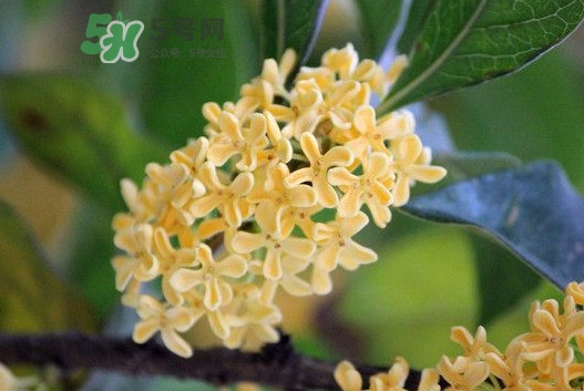 家里為什么不能種桂花？桂花為什么不能栽在家里