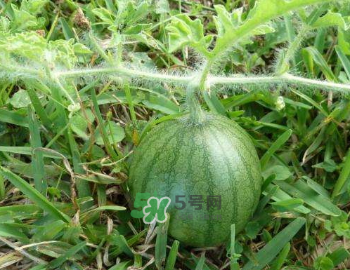 9月份可以種西瓜嗎？九月份種西瓜會結果嗎？