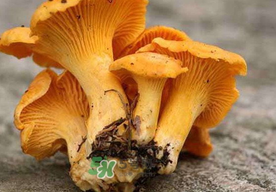雞油菌怎么清洗？雞油菌要焯水嗎