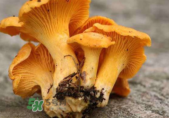雞油菌什么季節(jié)有？雞油菌什么時(shí)候采摘