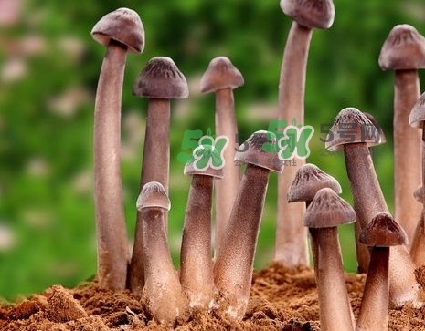 雞樅菌多少錢一斤？干雞樅菌多少錢一斤
