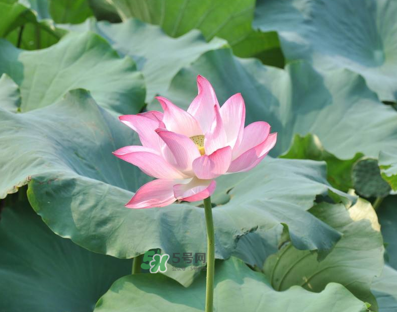 荷花桿可以吃嗎？荷花桿怎么吃？