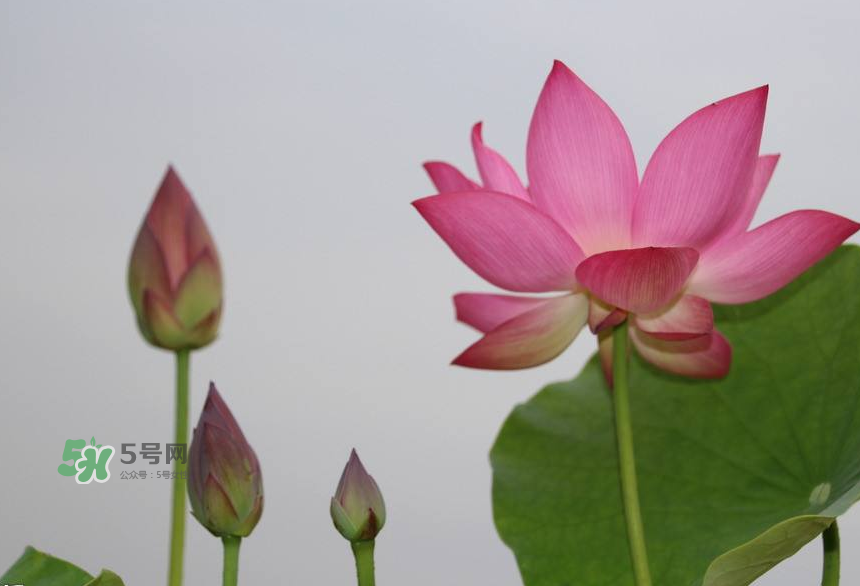 荷花桿可以吃嗎？荷花桿怎么吃？