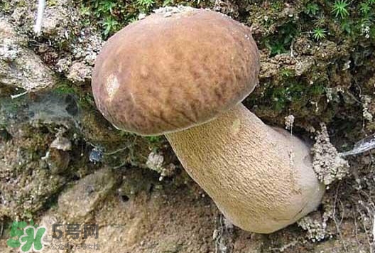 牛肝菌種類有哪些？牛肝菌與什么食物相克