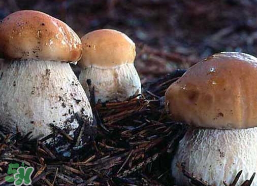 牛肝菌種類有哪些？牛肝菌與什么食物相克