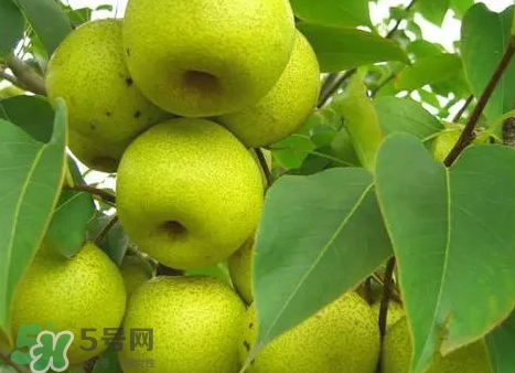 綠寶石梨多少錢一斤？綠寶石梨價(jià)格表