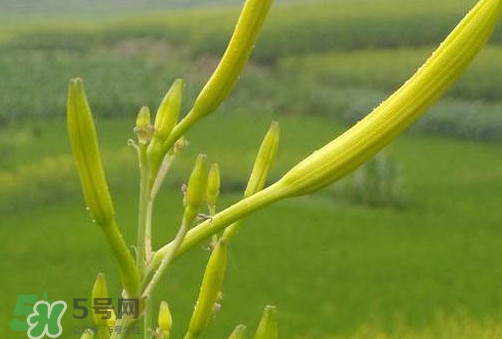 黃花菜是植物的什么部分？黃花菜要去芯嗎？