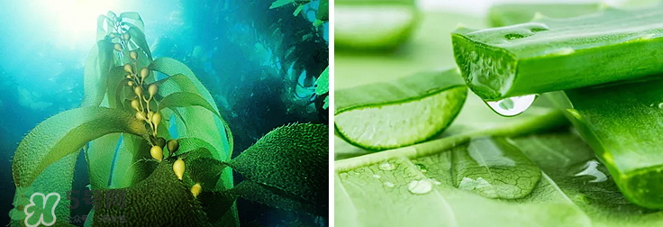 紀(jì)皙妍氣墊bb霜怎么樣？紀(jì)皙妍氣墊好不好用？