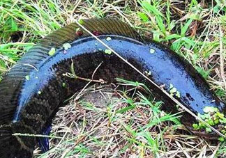 九月份可以釣黑魚(yú)嗎？9月份可以釣黑魚(yú)嗎？