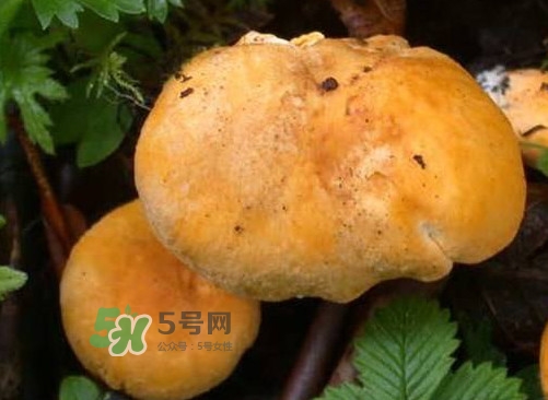 雞油菌是寒性的嗎？雞油菌是發(fā)物嗎
