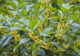 桂花樹種在院子哪里好？桂花樹種在家門口好嗎