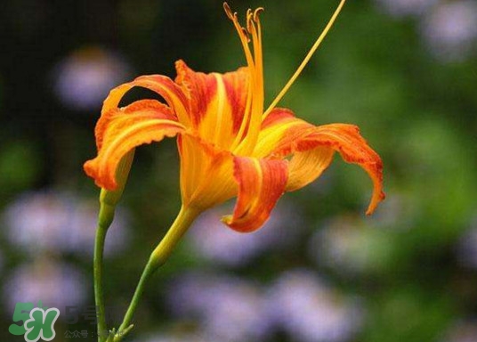黃花菜怎么采摘？黃花菜怎么清洗
