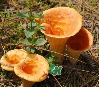 雞油菌怎么做好吃？雞油菌怎么吃