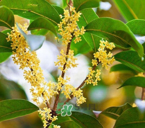 桂花樹種在院子哪里好？桂花樹種在家門口好嗎
