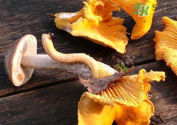 雞油菌什么季節(jié)有？雞油菌什么時(shí)候采摘