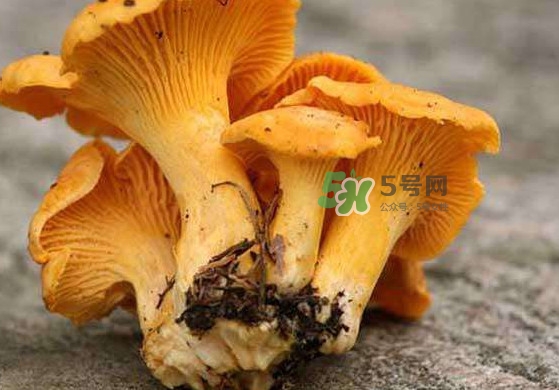 雞油菌孕婦能吃嗎？孕婦可以吃雞油菌嗎