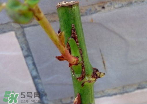 九月份能嫁接樹(shù)嗎？九月份怎么嫁接樹(shù)？