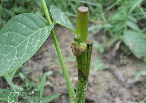 九月份能嫁接樹(shù)嗎？九月份怎么嫁接樹(shù)？