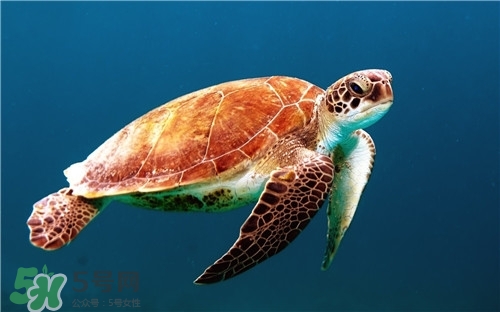 甲魚湯是涼性的嗎？甲魚湯的禁忌人群