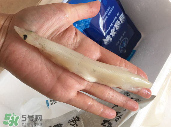 大銀魚多少錢一斤？大銀魚怎么洗？