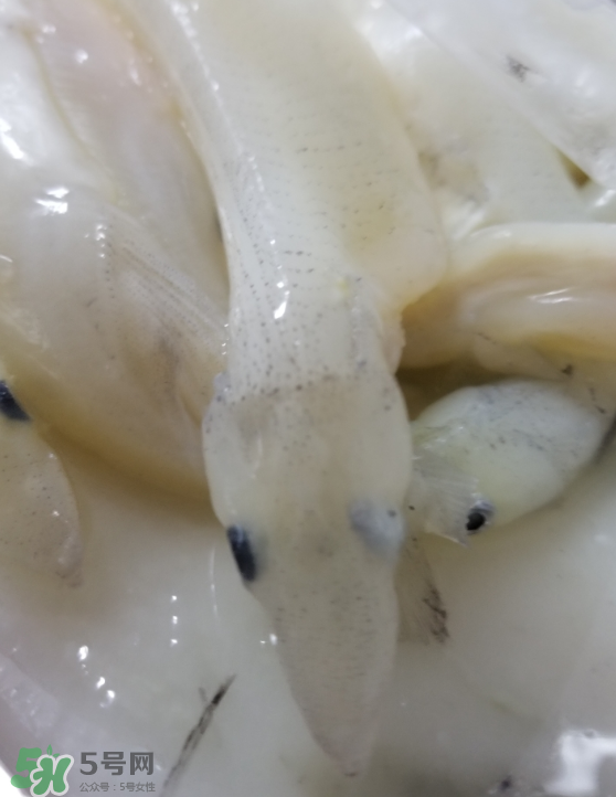 銀魚(yú)怎么保存？銀魚(yú)可以放在冰箱冷凍保存嗎？