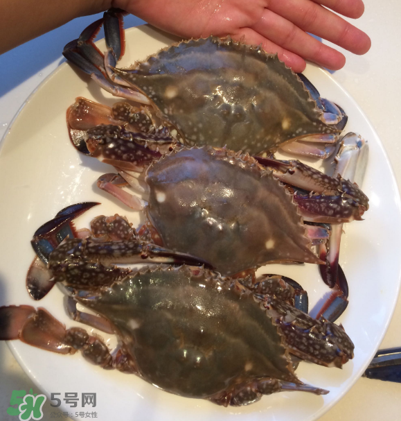 梭子蟹是海里的嗎？梭子蟹是螃蟹嗎？