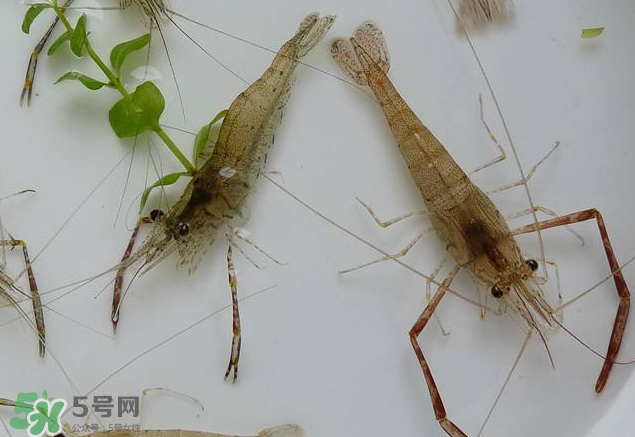 河蝦是發(fā)物嗎？河蝦是不是發(fā)物？