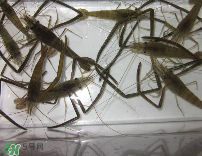 河蝦是發(fā)物嗎？河蝦是不是發(fā)物？