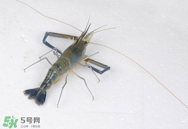 河蝦是酸性還是堿性？河蝦是涼性還是熱性？