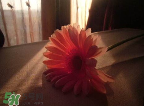 塑料花友誼是什么意思？塑料花友誼怎么來(lái)的