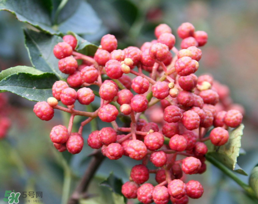 花椒泡腳能治白發(fā)嗎？花椒泡腳白發(fā)能轉(zhuǎn)黑嗎？
