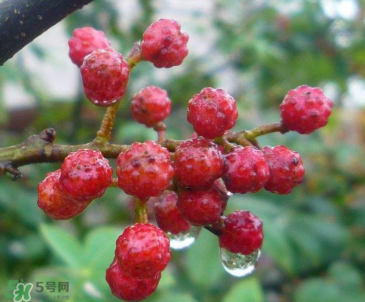 花椒泡腳能祛濕嗎？怎樣用花椒去濕去寒？