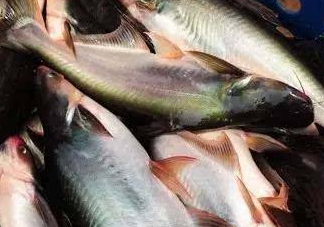 巴沙魚(yú)是什么魚(yú)？巴沙魚(yú)吃什么東西？