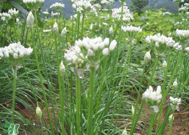 韭菜籽泡水喝有效果嗎？韭菜籽能直接泡水喝嗎？