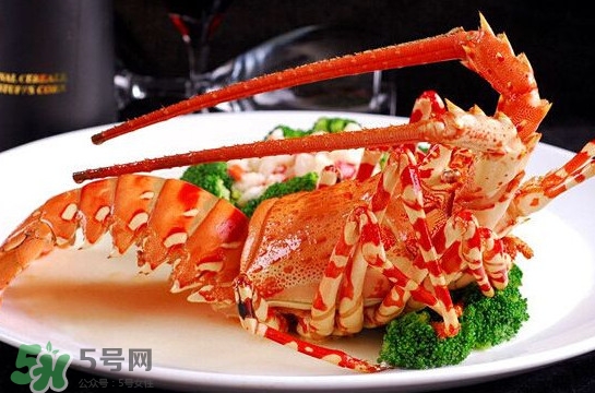 中華錦繡龍蝦可以養(yǎng)殖嗎？中華錦繡龍蝦有毒嗎