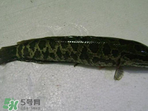 黑魚(yú)怎么殺不滑？黑魚(yú)為什么又被叫做財(cái)魚(yú)