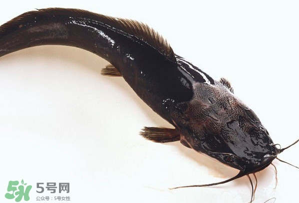 黑魚厲害還是鯰魚厲害？黑魚是世界上最臟的魚