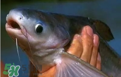 巴沙魚為什么不能吃？巴沙魚多少錢一斤