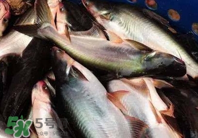 巴沙魚是淡水魚還是海魚？巴沙魚為什么沒有刺