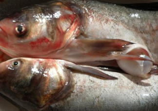 花鰱魚(yú)是海鮮嗎？花鰱魚(yú)是淡水魚(yú)嗎