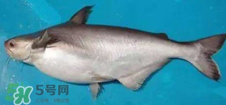 巴沙魚是淡水魚還是海魚？巴沙魚為什么沒有刺