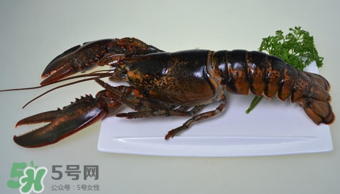 波士頓龍蝦頭能吃嗎？波士頓龍蝦哪里不能吃