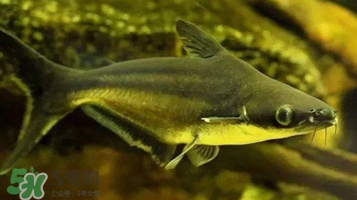 巴沙魚為什么不能吃？巴沙魚多少錢一斤