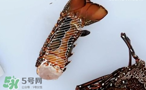 4斤的波士頓龍蝦多少錢？波士頓龍蝦怎么處理