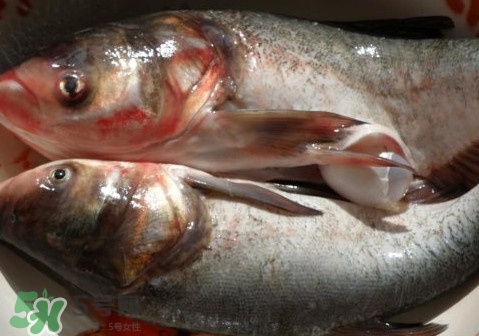花鰱魚是海鮮嗎？花鰱魚是淡水魚嗎
