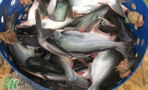 巴沙魚是什么魚？巴沙魚吃什么東西？