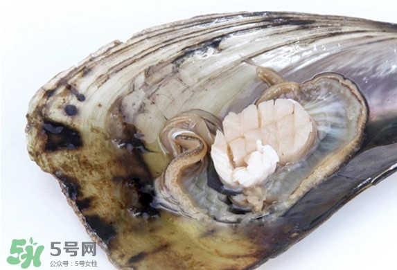 帶子是扇貝嗎？帶子和扇貝哪個(gè)好吃