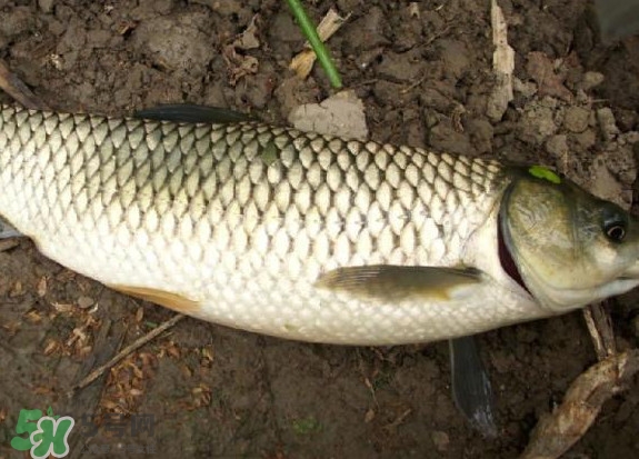 黑魚和草魚哪個好吃？黑魚不適合什么人吃