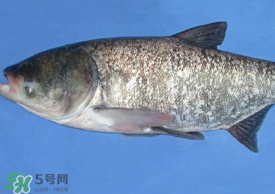 花鰱魚是海鮮嗎？花鰱魚是淡水魚嗎