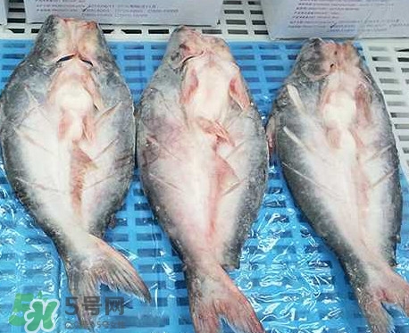 巴沙魚是什么魚？巴沙魚吃什么東西？